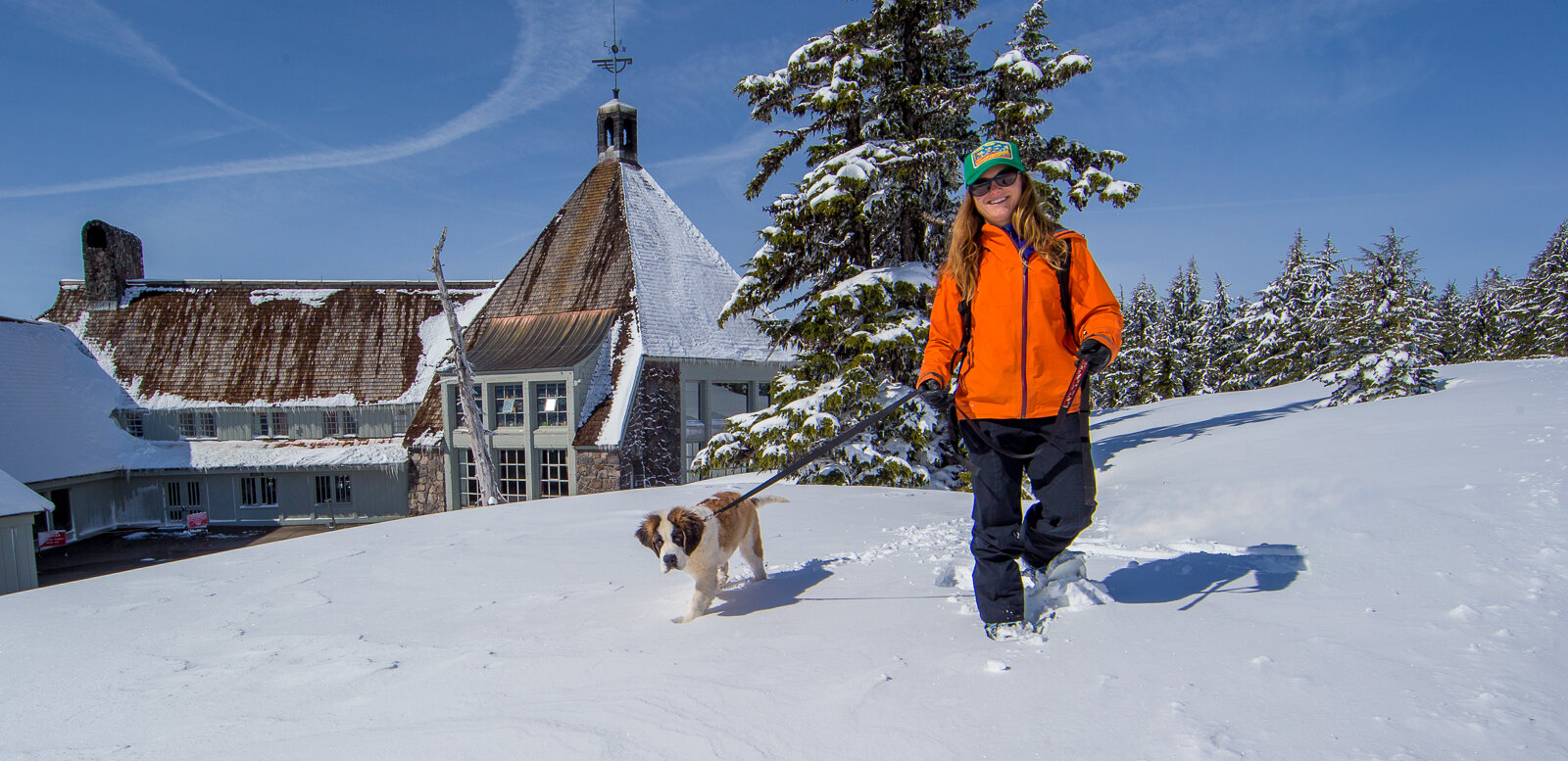 A person wearing an orange jacket walks a Saint Bernard dog through the snow near Timberline Lodge, with the historic lodge building and snow-covered trees in the background under a clear blue sky.