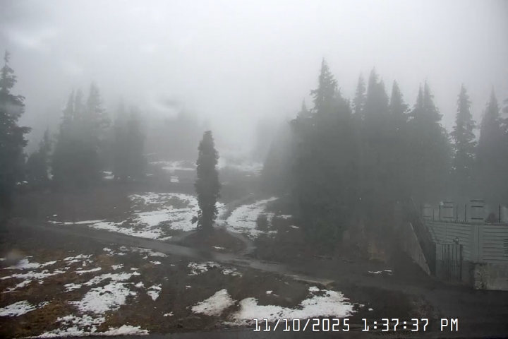 Live Feed: Pucci Camera