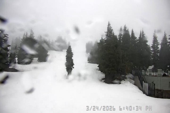 Live Feed: Pucci Camera