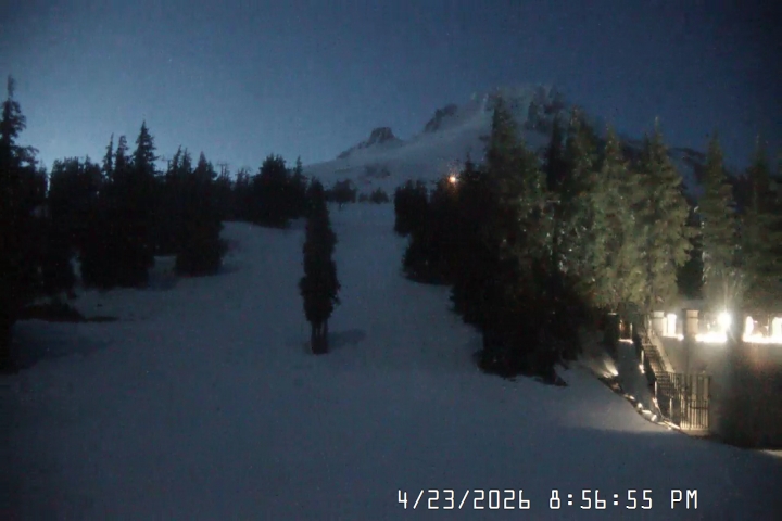 Live Feed: Pucci Camera