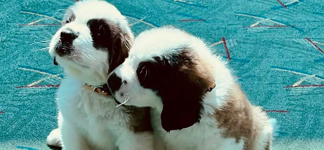 Timberline St. Bernard puppies Heidi & Bruno
