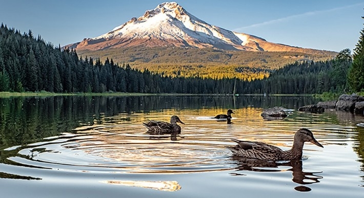 TRILLIUM LAKE WITH THREE DUCKS SWIMMING AND MT. HOOD IN THE BACKGROUND
