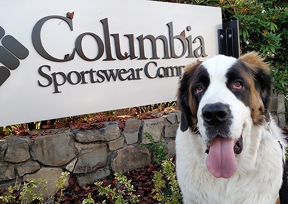 TIMBERLINE ST BERNARD BRUNO IN FRONT OF COLUMBIA SPORTSWEAR SIGN