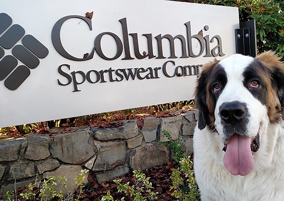 TIMBERLINE ST BERNARD BRUNO IN FRONT OF COLUMBIA SPORTSWEAR SIGN