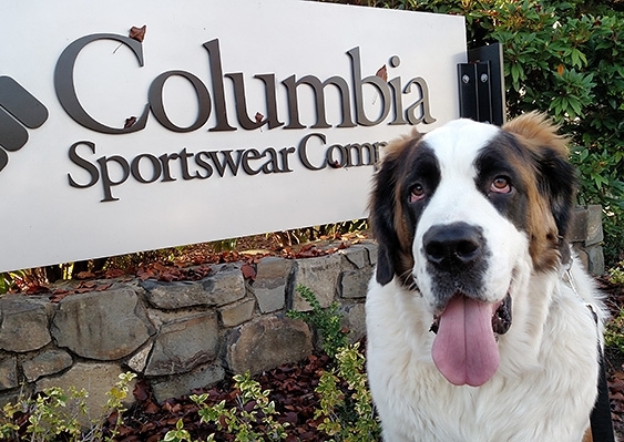 TIMBERLINE ST BERNARD BRUNO IN FRONT OF COLUMBIA SPORTSWEAR SIGN
