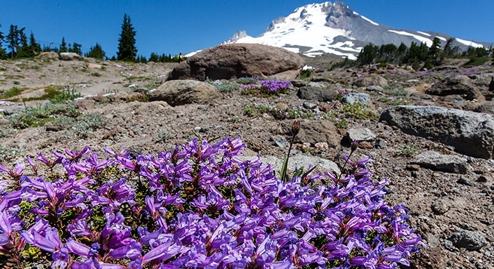 TIMBERLINE LODGE