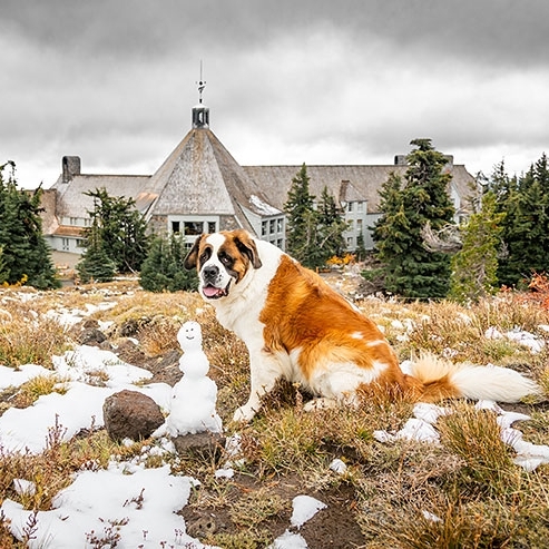 BRUNO SITTING BESIDE SMALL SNOWMAN IN THE FALL WITH TIMBERLINE IN THE BACKGROUND