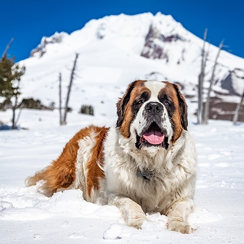 BRUNO IN THE SNOW WITH MT HOOD IN THE BACKGROUND