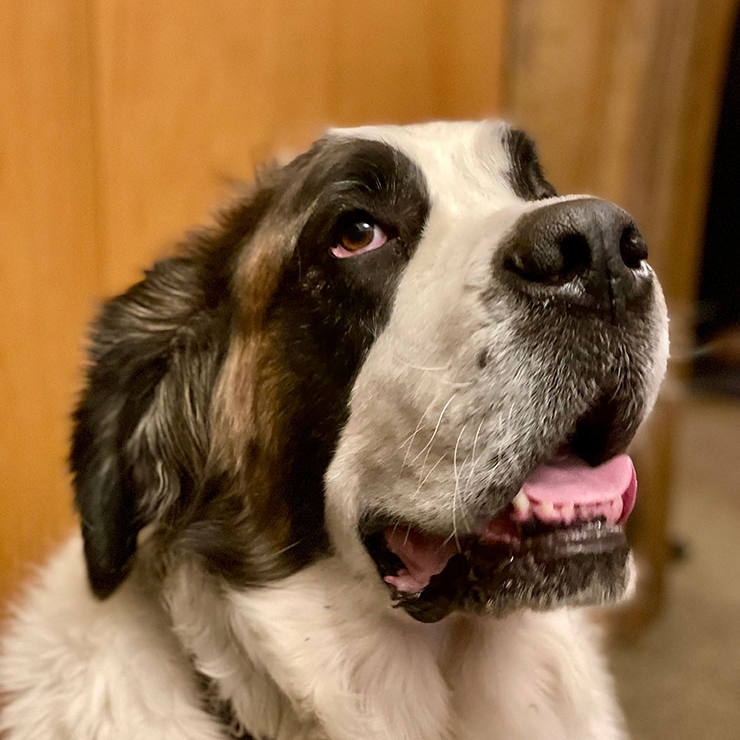 HEIDI THE TIMBERLINE ST. BERNARD