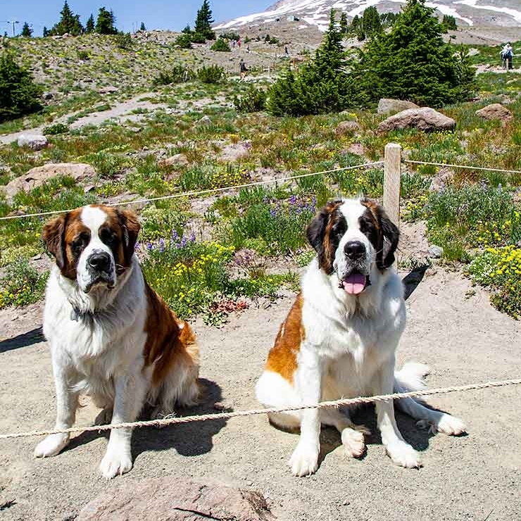 BRUNO AND HEIDI IN THE SUMMER WITH MT HOOD IN THE BACKGROUND