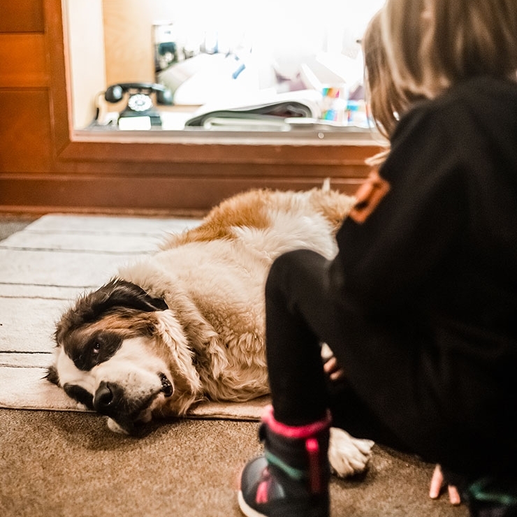 HEIDI LAYING DOWN BY THE FRONT DESK GETTING PATTED BY A FRIEND