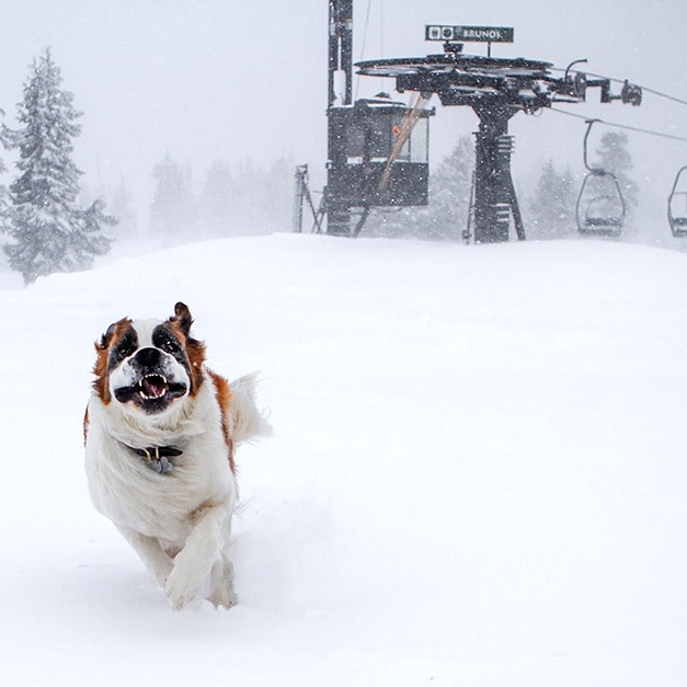 BRUNO RUNNING IN THE SNOW BY BRUNO'S CHAIR LIFT