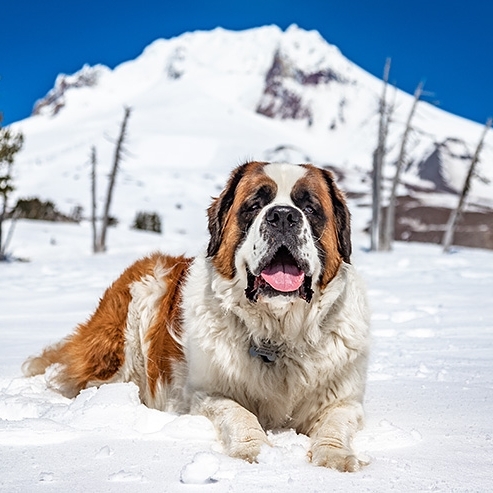 BRUNO THE ST. BERNARD DOG LAYING IN SNOW IN FRONT OF MT. HOOD