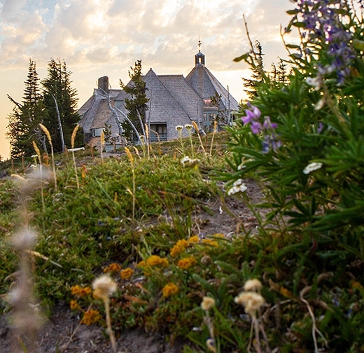 NATIVE MT HOOD FLOWERS AND PLANTS WITH TIMBERLINE LODGE IN BACKGROUND