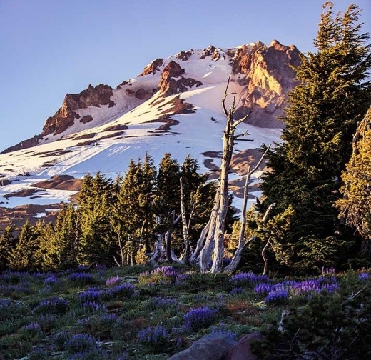 VIEW OF MT. HOOD IN JULY