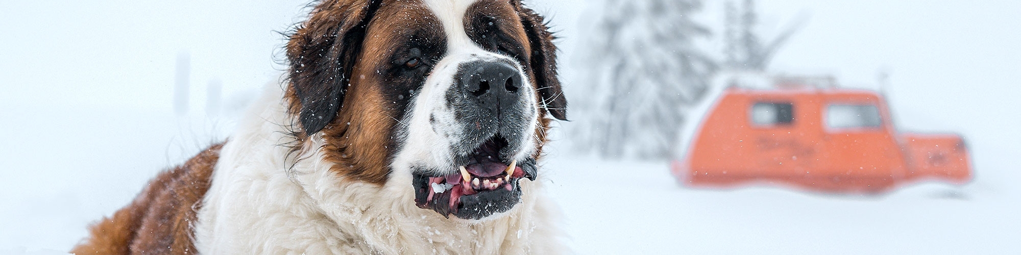 Timberline St. Bernard mascot Bruno sitting in the snow with the vintage orange Tucker Sno-Cat in the background