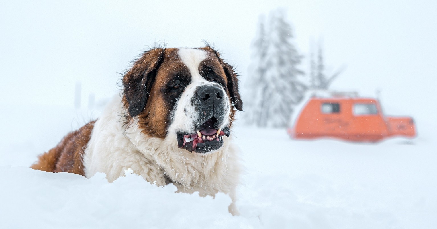 Timberline St. Bernard mascot Bruno sitting in the snow with the vintage orange Tucker Sno-Cat in the background