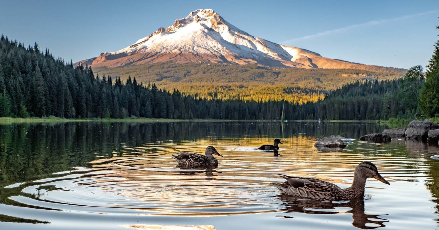 VIEW OF MT. HOOD IN THE SUMMER FROM TRILLIUM LAKE