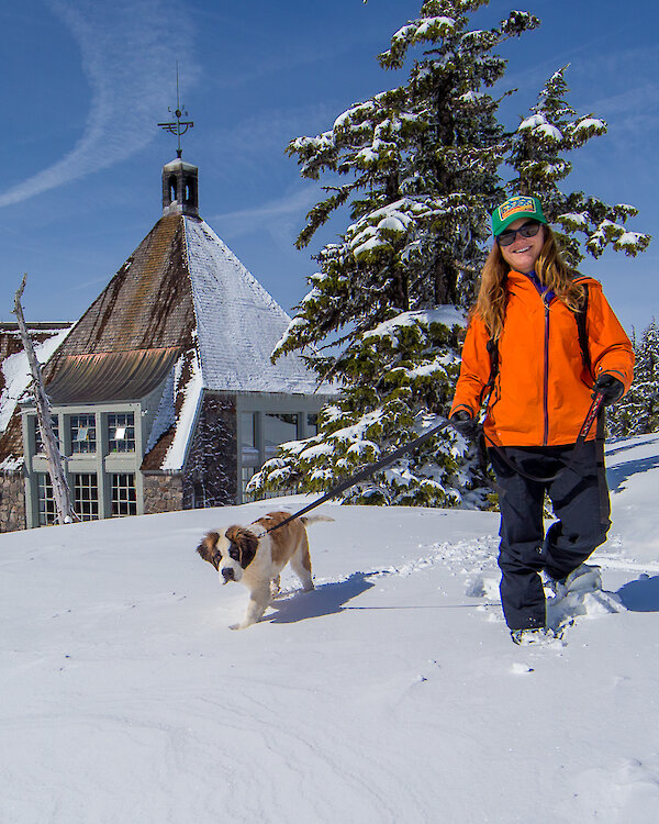 A person wearing an orange jacket walks a Saint Bernard dog through the snow near Timberline Lodge, with the historic lodge building and snow-covered trees in the background under a clear blue sky.