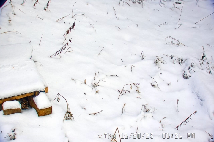 Web camera for Snow Stake