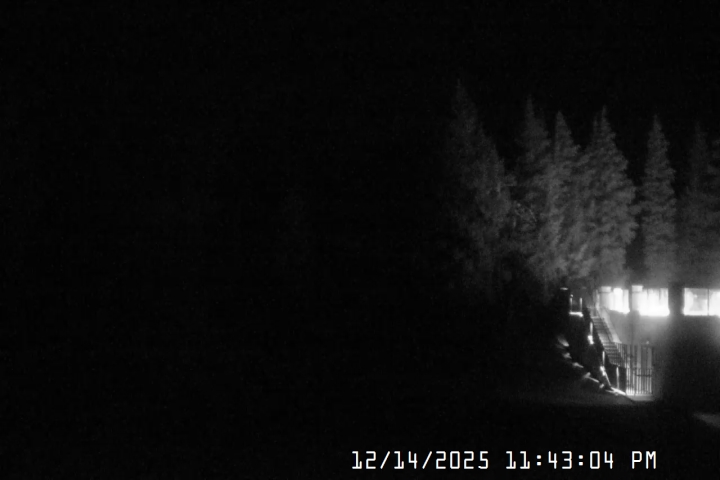 Live Feed: Pucci Camera