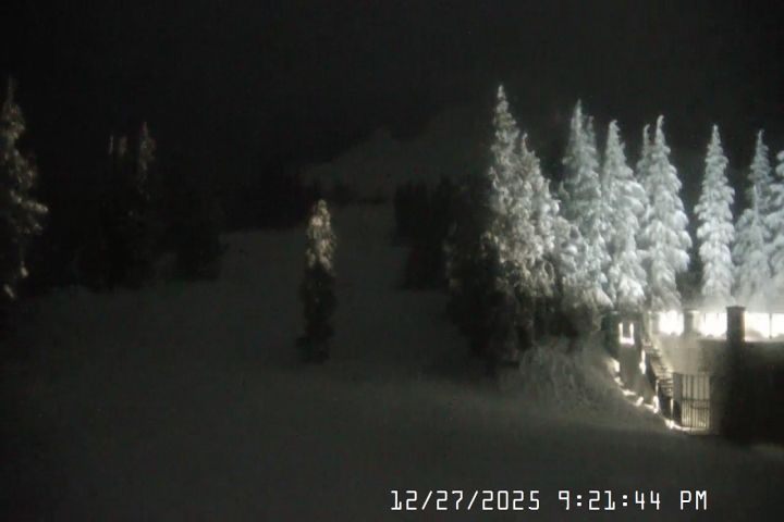 Live Feed: Pucci Camera