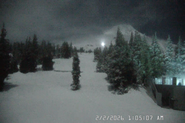 Live Feed: Pucci Camera