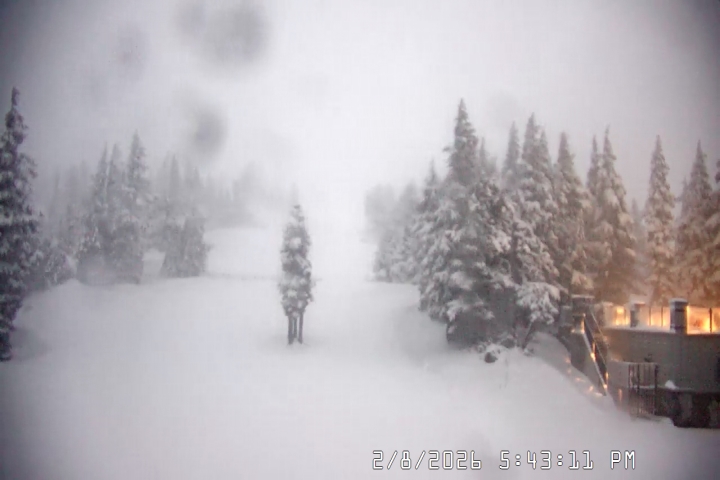 Live Feed: Pucci Camera