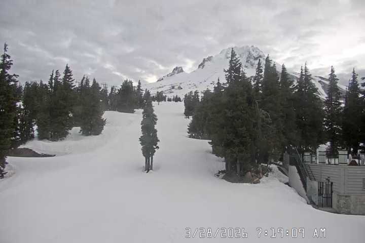 Live Feed: Pucci Camera