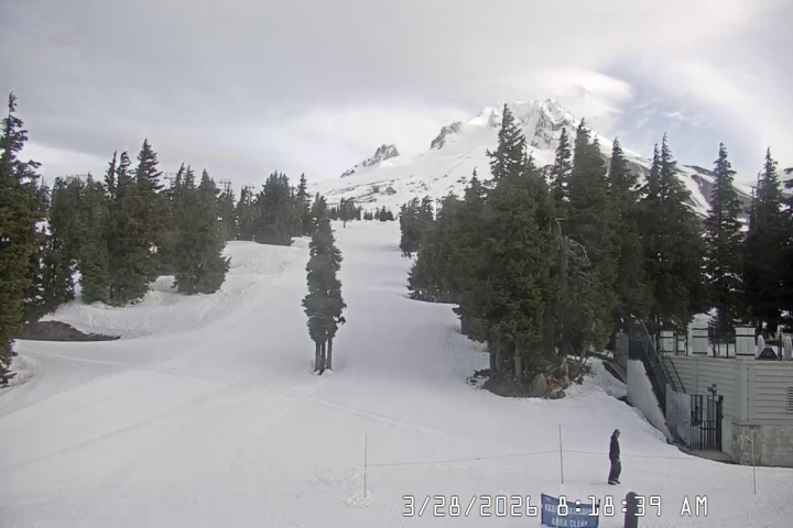 Live Feed: Pucci Camera