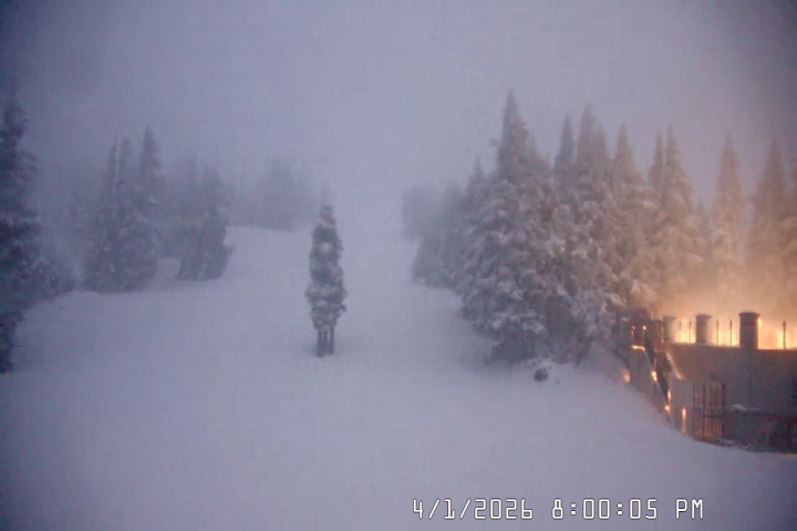 Live Feed: Pucci Camera