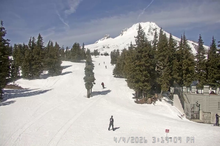 Live Feed: Pucci Camera