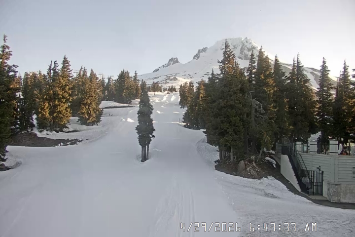 Live Feed: Pucci Camera