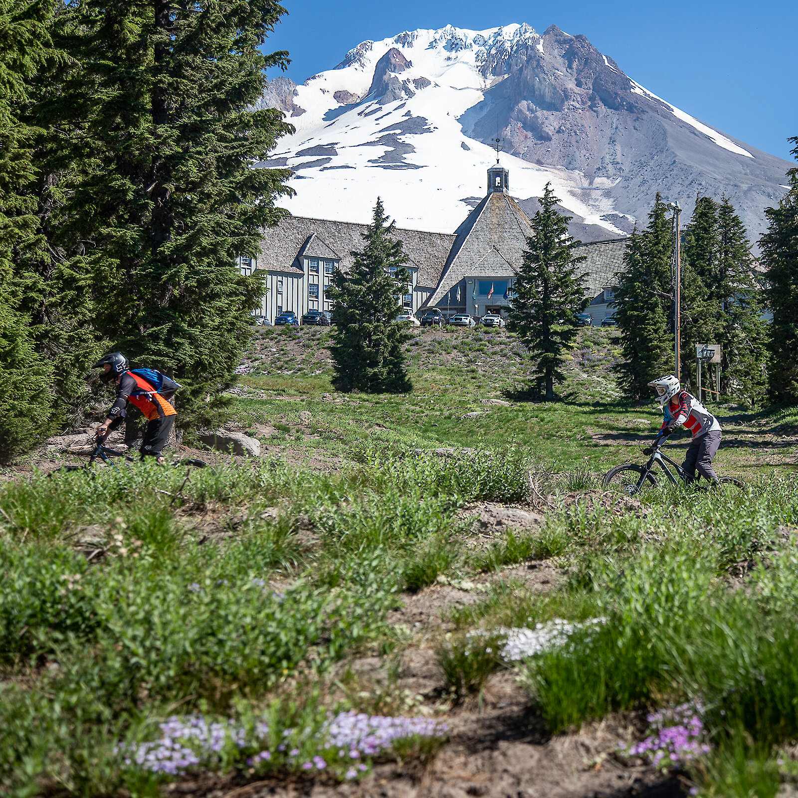 Two people mountain biking down a grassy trail near Timberline Lodge, with tall evergreen trees around them and Mount Hood covered in snow in the background under a bright blue sky.