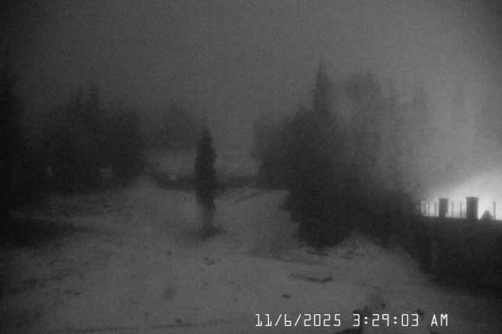 Live Feed: Pucci Camera