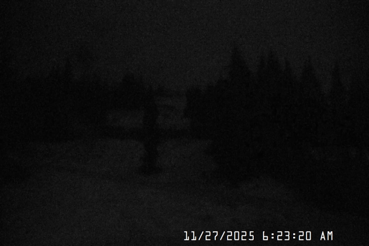 Live Feed: Pucci Camera