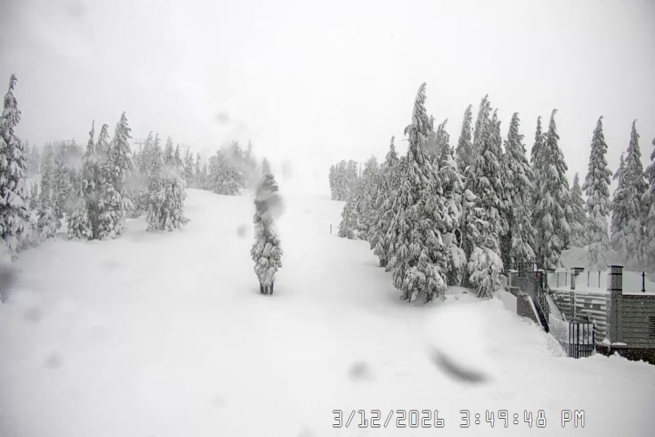 Live Feed: Pucci Camera