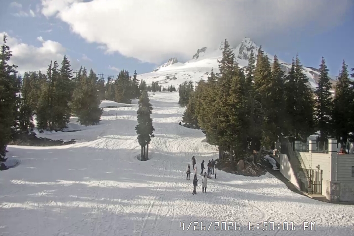 Live Feed: Pucci Camera